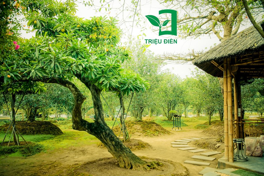 Thi công công trình sân vườn tại Khu đô thị Xanh Villas 3 3466e7181f9cc6c29f8d 1024x683 1