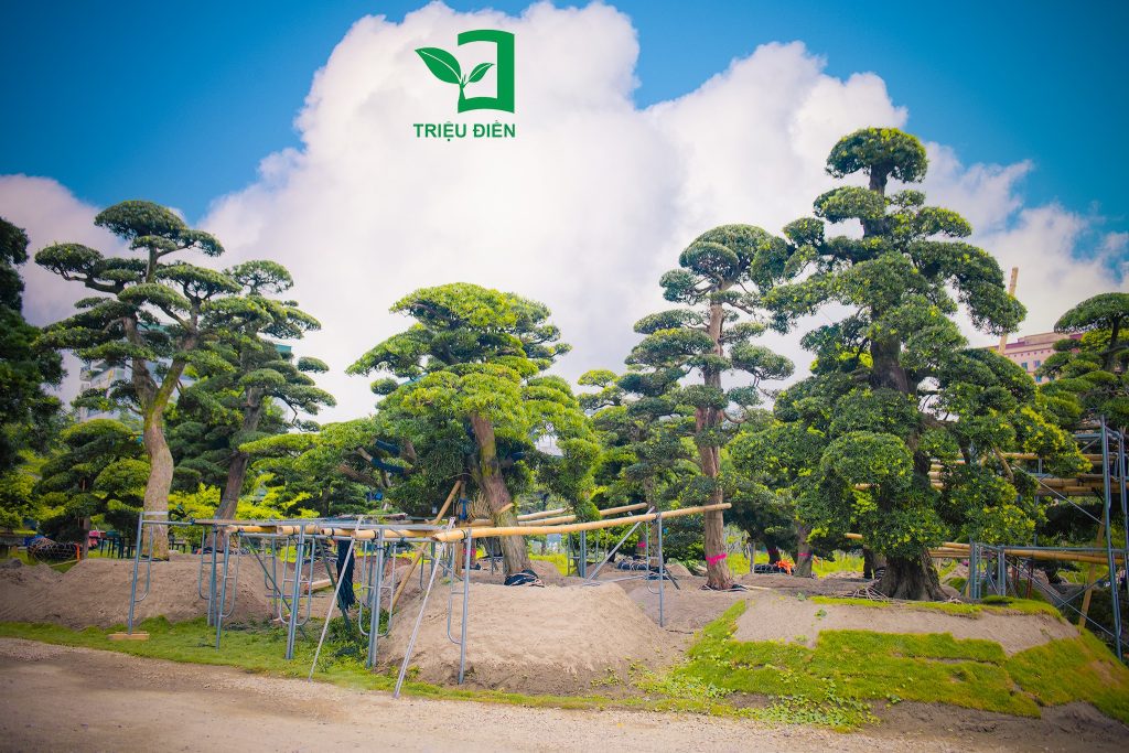 Thi công công trình sân vườn tại Khu đô thị Xanh Villas 1 3875b6424ec69798ced7 1024x683 1